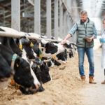 Farmer and veterinarian inspecting cows in a dairy farm.