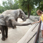 A woman feeding elephants at a zoo