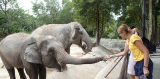 A woman feeding elephants at a zoo