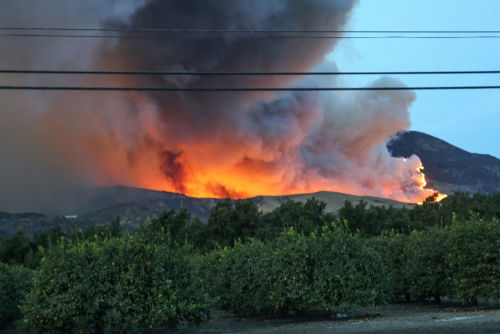 shutterstock_771123526 Forest fire raging behind trees and power lines.