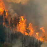 Forest engulfed in large, intense wildfire blaze.