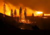 A forest engulfed in flames during a wildfire at night