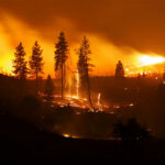 A forest engulfed in flames during a wildfire at night